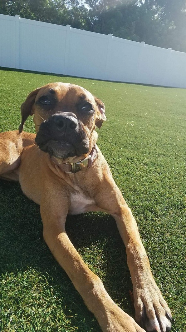 Artificial Grass for Dogs